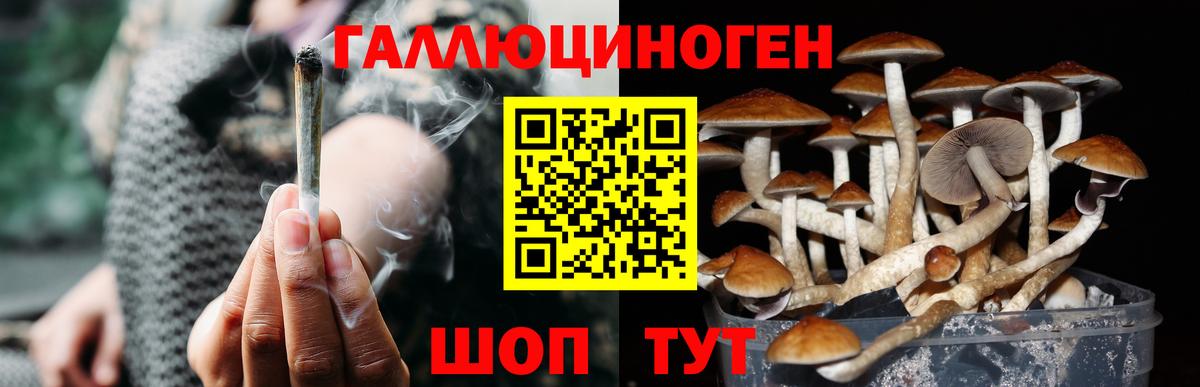 Славгород  Псилоцибиновые грибы прущие грибы  Вход с VPN  Галлюциногенные грибы прущие грибы 